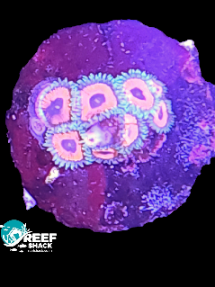 Eagle Eye Zoa Frag 