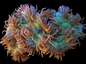 Elegance Coral Large