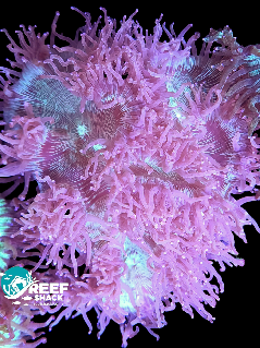 Elegance Coral