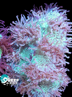 Elegance Coral