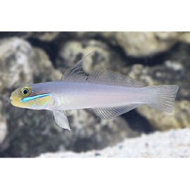 Golden Head Sleeper Goby Pair