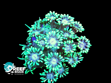 Green Gonipora Frag