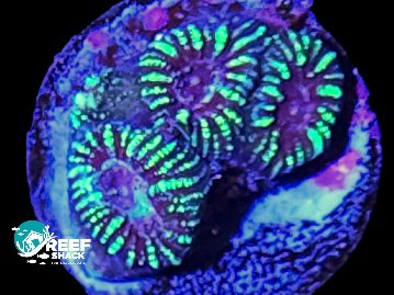 Purple/Green Stripe Favia frag