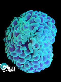 Hammer Coral