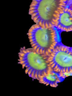 Mandarin Zoa Rare sold per Poyip