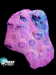 Multicolored Chalice Coral