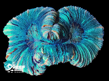 Multicolored Trachphyilla Coral