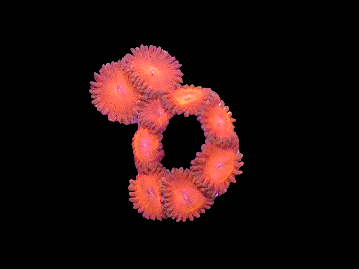 Orange Zoa Frag