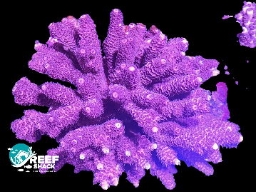 Pink Millipora Colony 