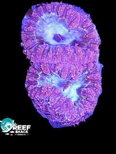 Purple Blasto Frag