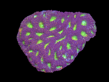 Rainbow Acan Echinata