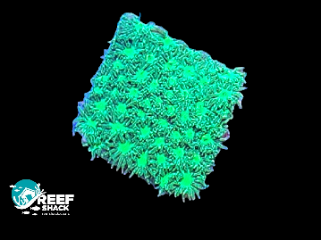 Toxic Green Bernardopora Frag