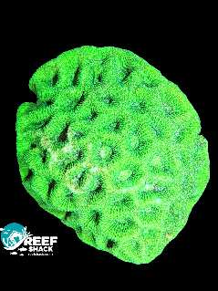 Toxic Green Goniestrea Coral