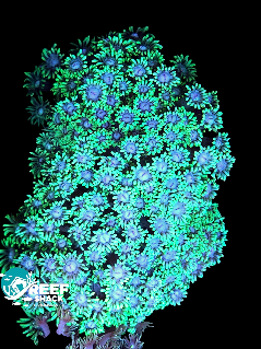 Toxic Green Gonipora Colony 