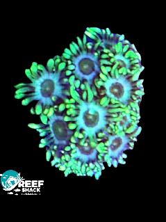 Toxic Green Gonipora Frag