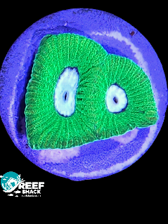 Toxic Green Gonistrea Frag