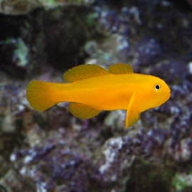 Yellow Clown Goby