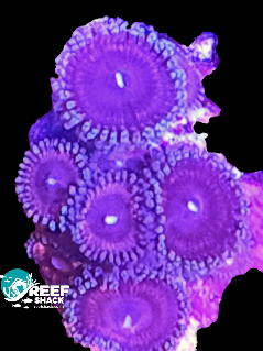 Zoa Frag