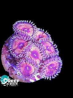 Zoa Frag