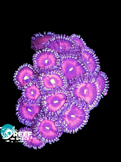 Zoa Frag