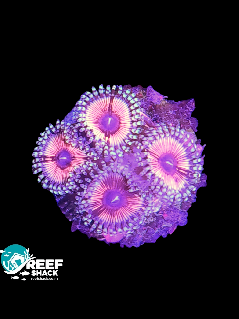 Zoa Frag