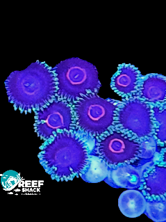 Zoa Frag