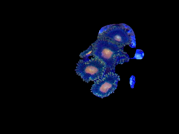 Zoa Frag