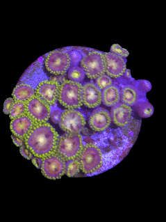 Zoa Frag