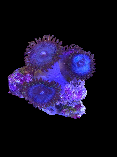 Zoa Rare