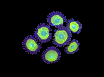 Zoa Rare Sold per polyip