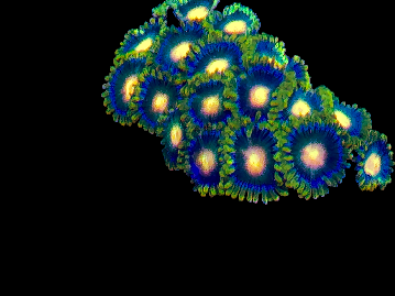 Zoa Rare