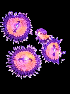 Zoa