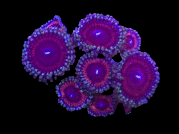 Zoa